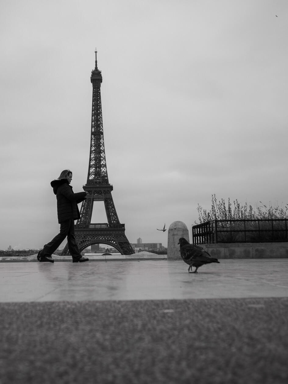 Eiffel Tower Pidgeon