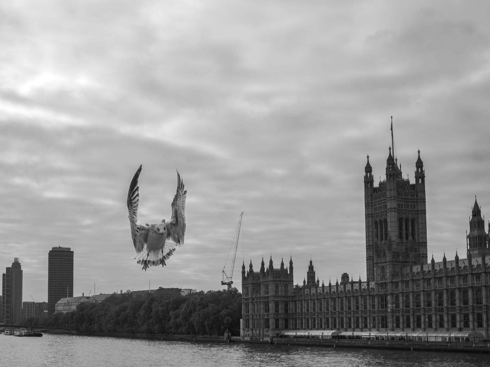 Bird at the Parliament