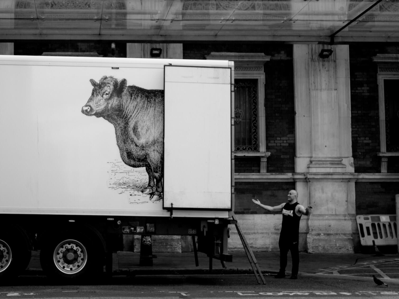 Guy looking at lorry with cow